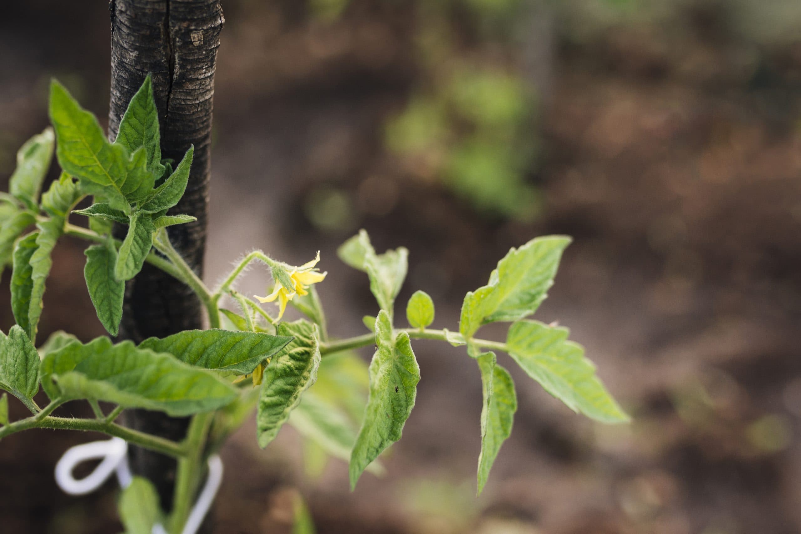 Climate-Resilient Crop Nutrition Management: How Climate Change Is Redefining Crop Nutrient Needs