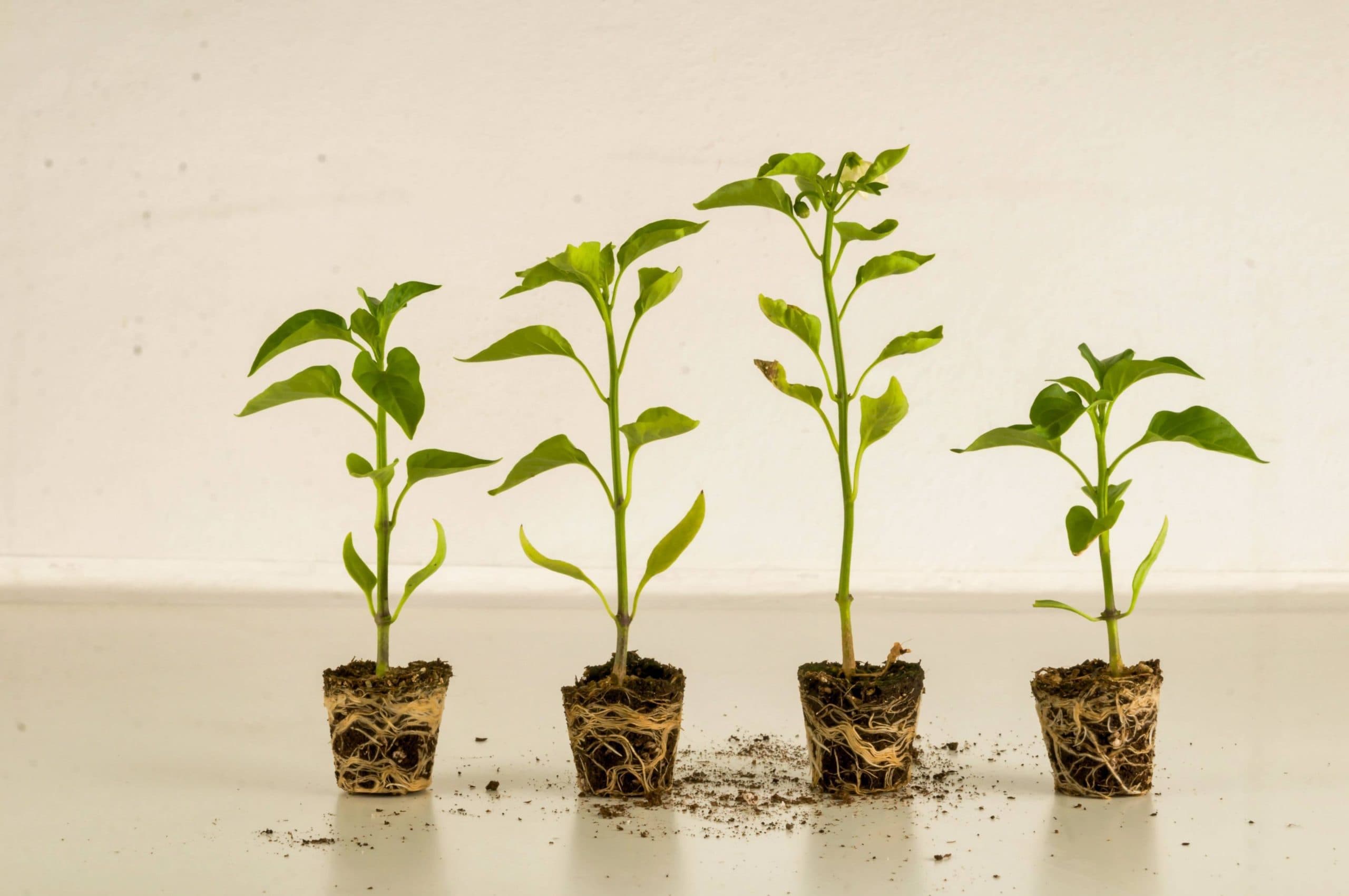 Plant Growth Stimulants for Gardening: Do They Really Work?