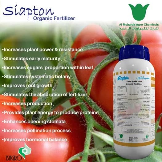 M1113901 Siapton, 1 Lt
