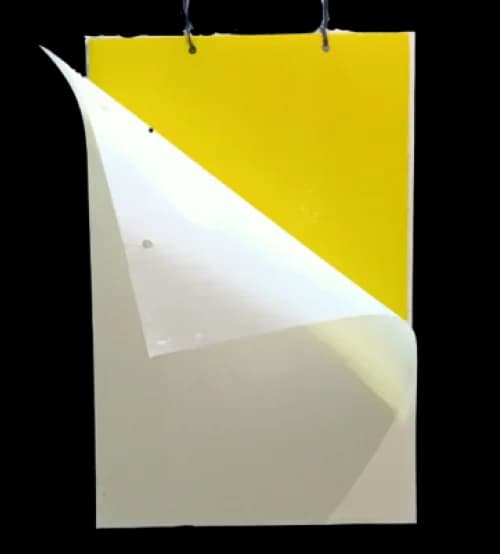 Sticky Trap Korea (25*40 CM)